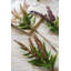 Plante buddleja papillon-423242733
