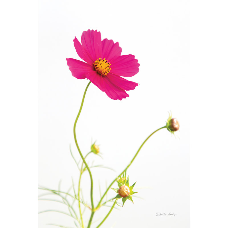 " Magenta Cosmos I " by Van Swearingen, Debra, 36" H x 24" W