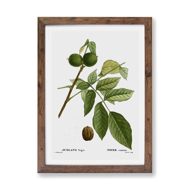 English Walnut Tree by Pierre-Joseph Redoute - Single Picture Frame Painting, 24cm H x 33cm W x 2cm D, Walnut