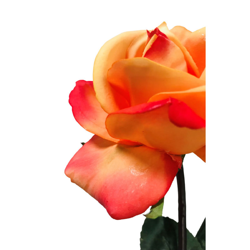 Arrangement floral de roses, Corail