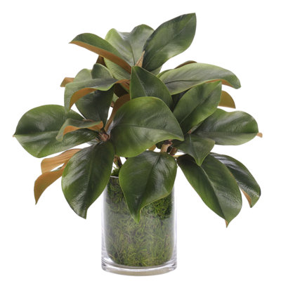 Magnolia Foliage, Moss Glass Cylinder, 16wx15dx16h
