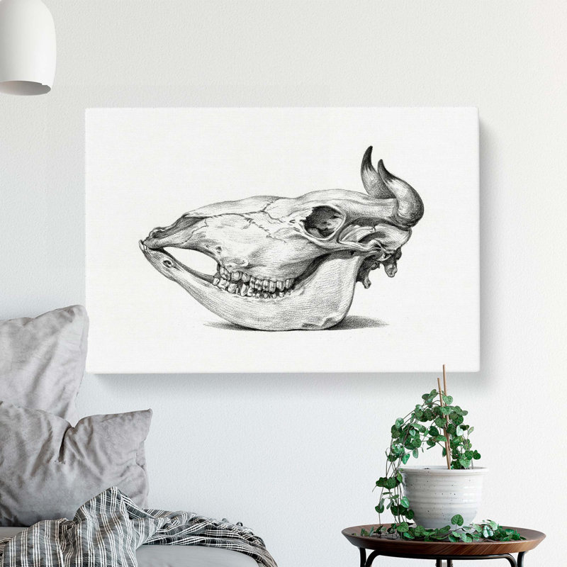 Skull Of A Cow by Jean Bernard - Wrapped Canvas Print, 50cm H x 76cm W x 3cm D
