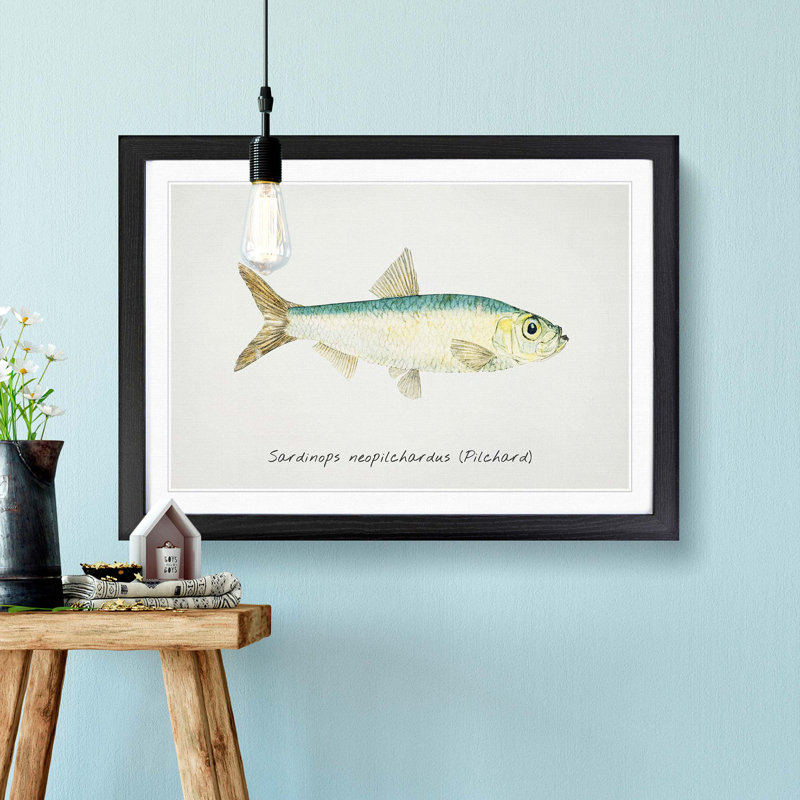 Illustration of a Pilchard by F.E. Clarke - Picture Frame Painting Print, 27cm H x 36cm W x 2cm D, Black Framed