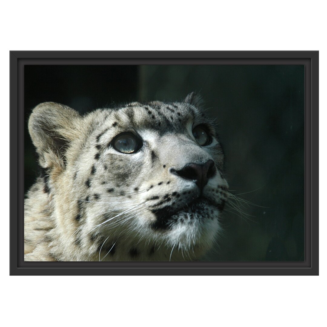 Gerahmtes Wandbild Leopard