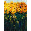 Art sur toile tendue, Tim Art-103095593