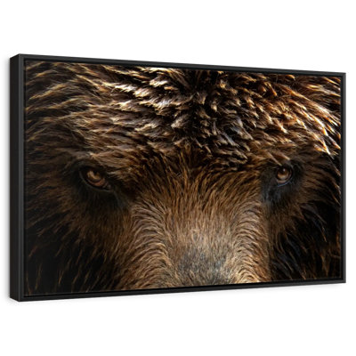 Grizzly Bear Eyes