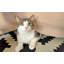 Jupe de lit 100% coton 300 fils 300 fils certifiés-1927985412-1927985434