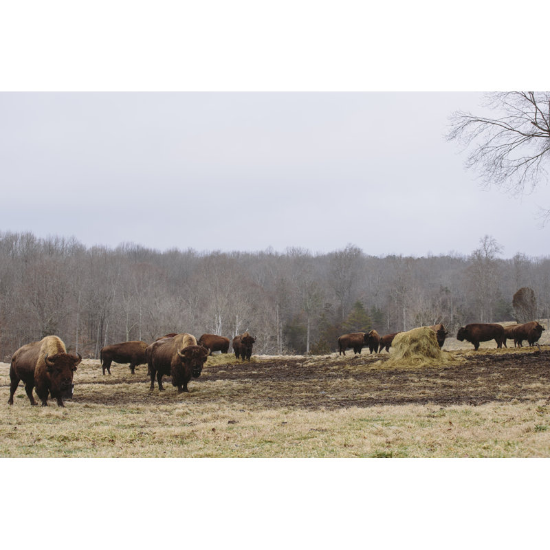 Farm Study VI by Adam Mead - Print on Canvas, 20cm H x 30cm W, Wrapped Canvas