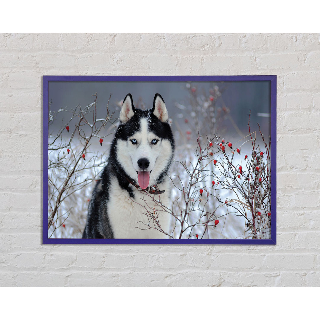 Husky Hund Im Winter Gerahmter Druck Wandkunst