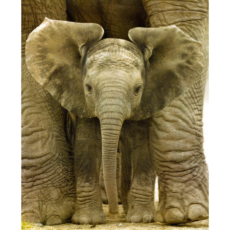 Big Ears Baby Elephant, H 24 po x l 20 po