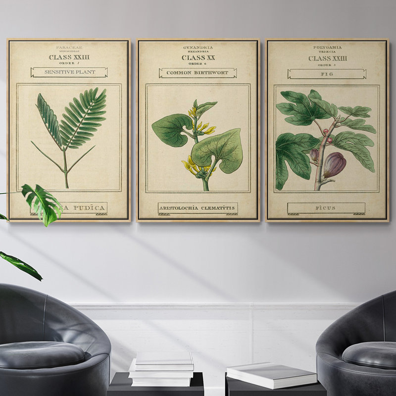 Linnaean Botany IV, ensemble de 3 toiles encadrées sur toile, Cadre en bois naturel, H 40 po x l 78 po x P 2 po