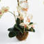 OrchidÃ©e rose pÃ¢le Stiles, cultivÃ©e Ã  la main, avec motte