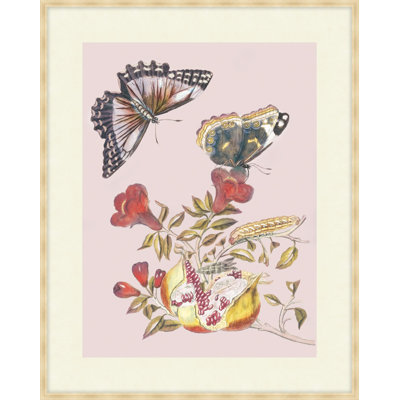 Fruit And Flutterby 1 Print