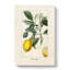 Illustration of A Lemon Tree - Wall Art-89191328-89191330