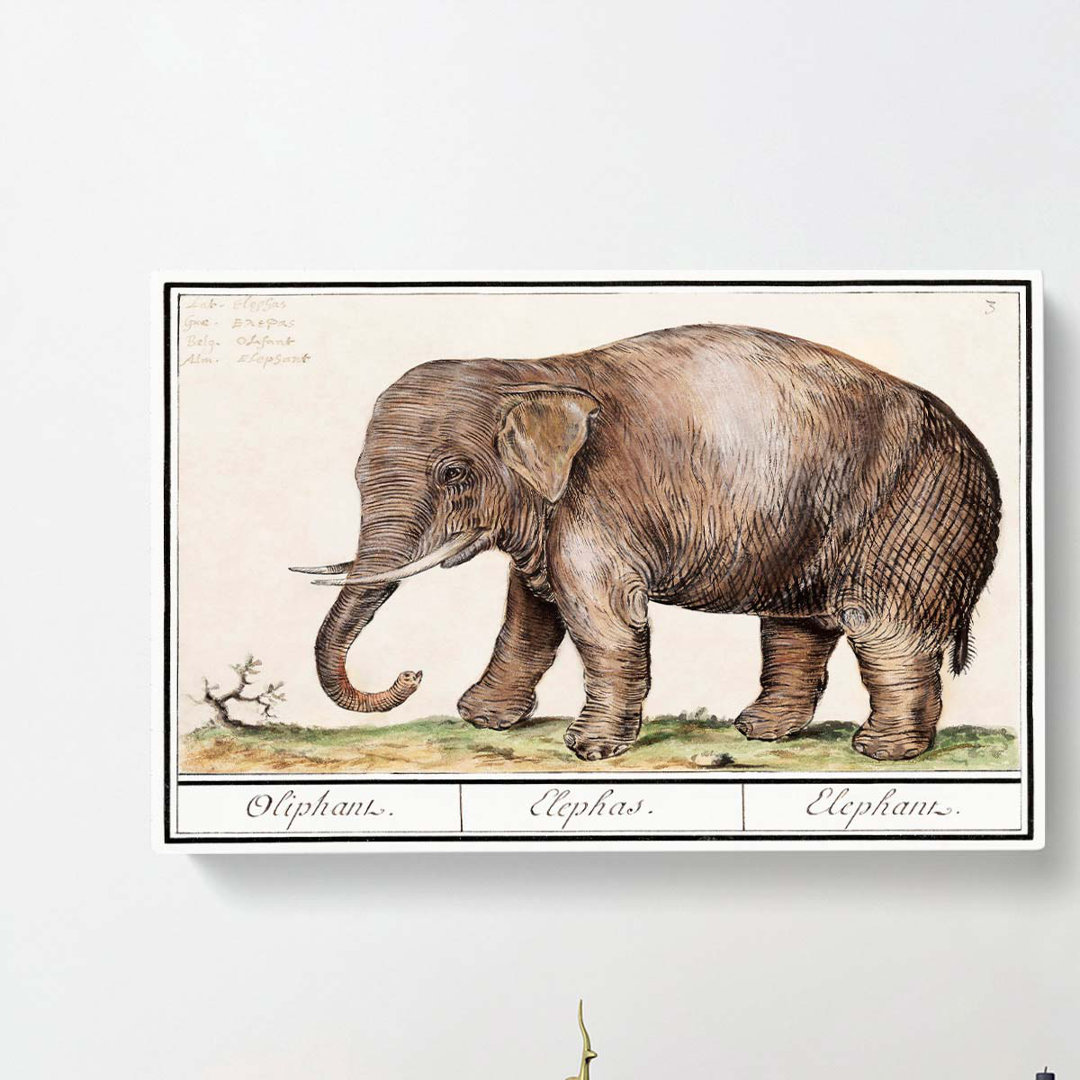 Asian Elephant by A.B. de Boodt - Wrapped Canvas