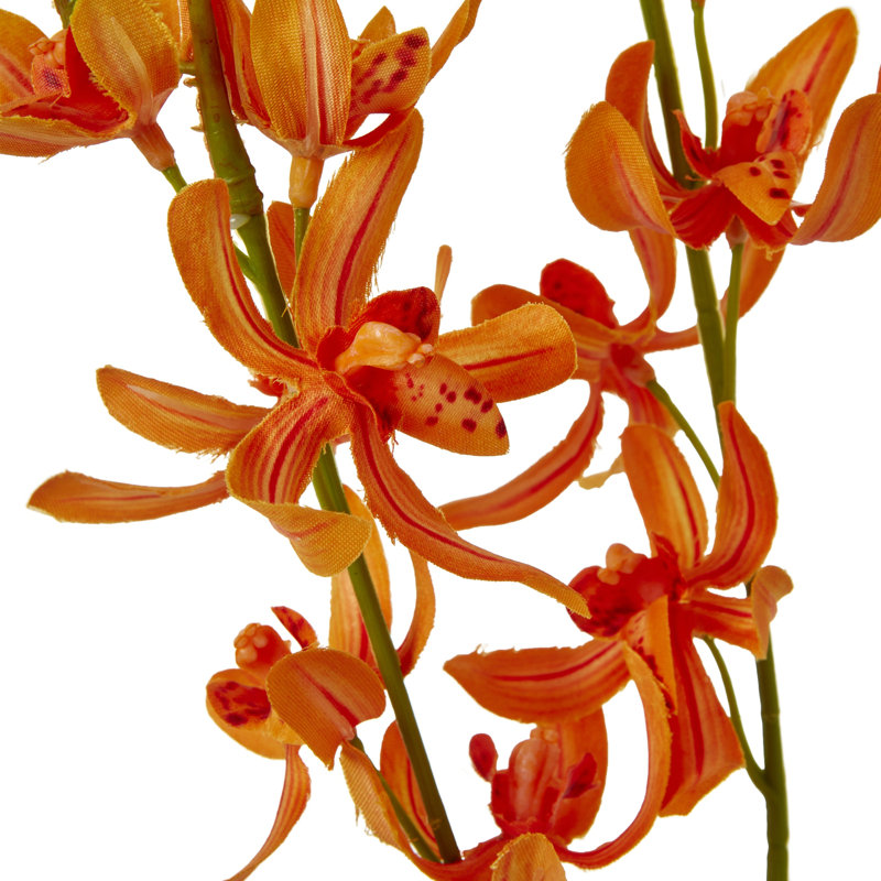 Anastasija Arrangement, Orange