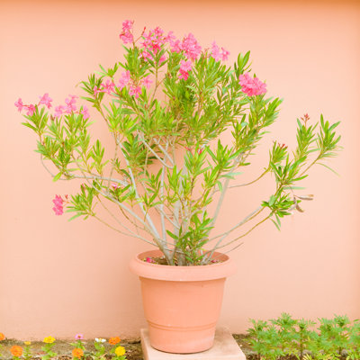 Oleander Flowerpot by Letty17 - No Frame Art Prints on Canvas