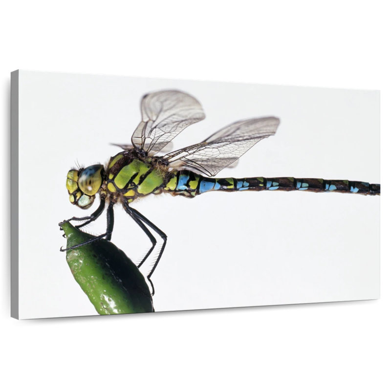 Brampt Green Darner Dragonfly