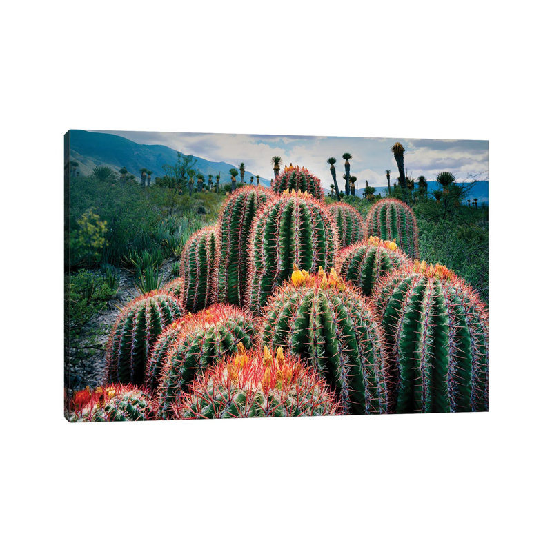 Nature Of Cacti , Chihuahuan Desert, Tamaulipas, Mexico - Wrapped Canvas Print, 66.04 cm H x 45.72 cm W