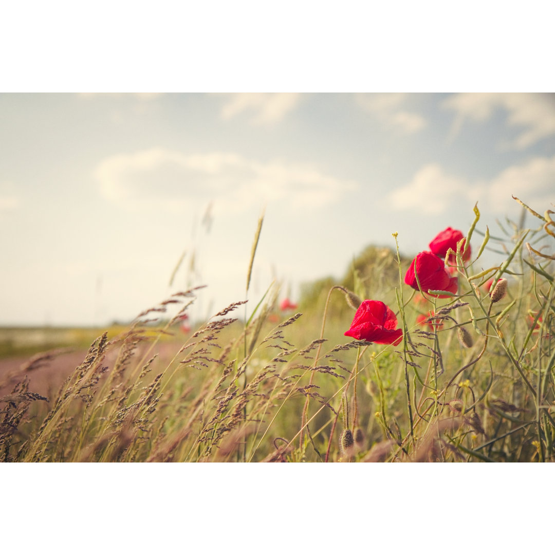 Blumen und Gras auf einer Sommerwiese von Rike_ - Leinwanddrucke