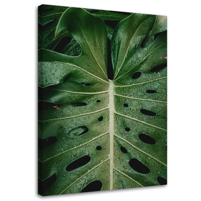 Leinwandbild Tropische Monstera