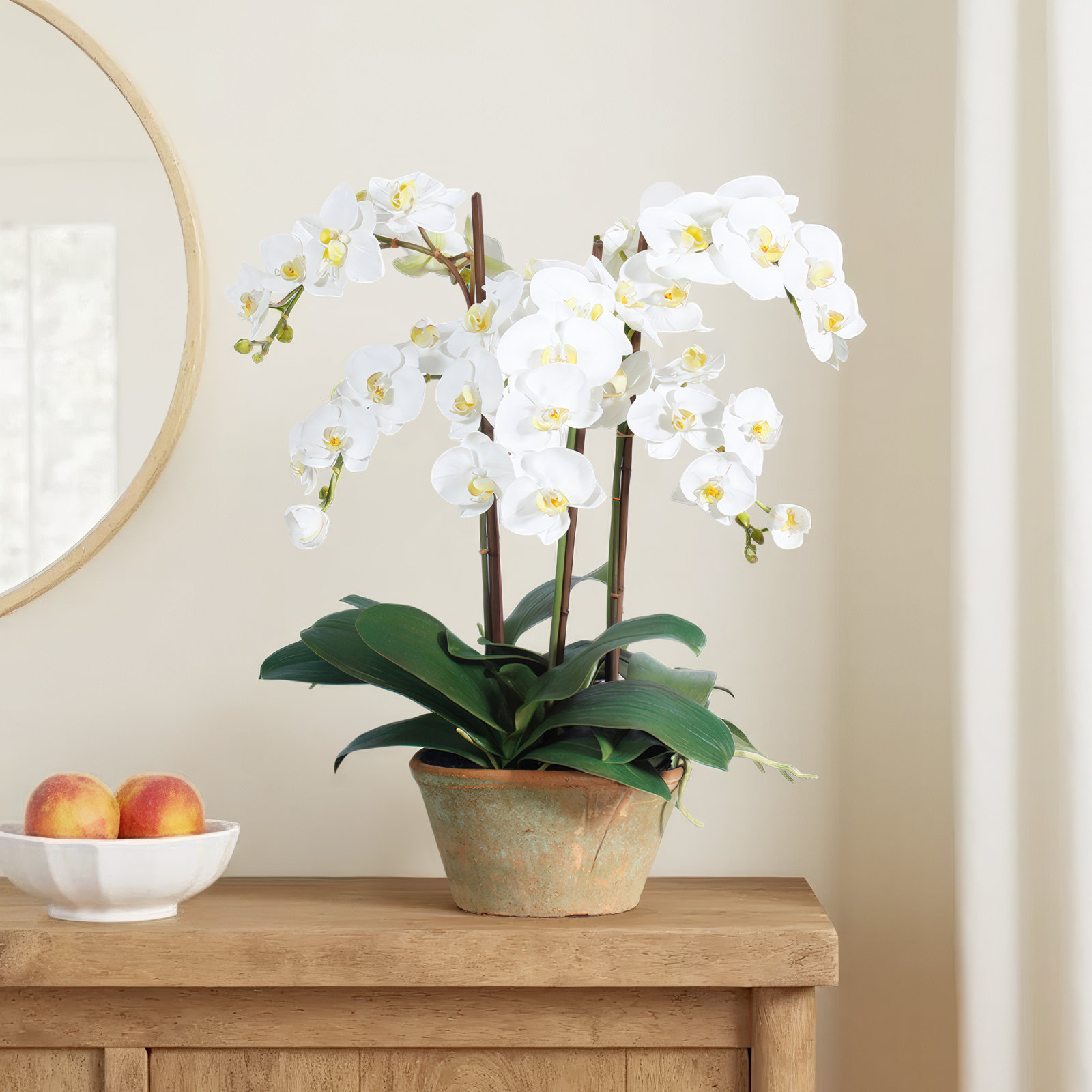 PHALAENOPSIS POTTED PLANTER