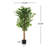 Artificial Ficus Tree With Black Plastic Pot