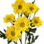 Marguerite marguerite X7 + 3bud 25 po -1717643282