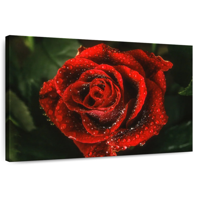 Élégante rose rouge rosée, H 24 po x l 36 po