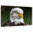 Brampt Bald Eagle Stare-108817951