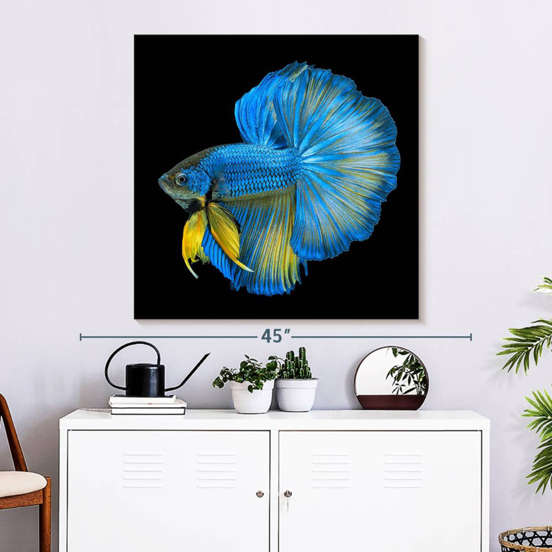 Crowle Halfmoon Betta Fish, 33" H x 33" W