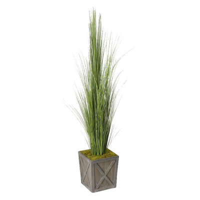 Grand gazon d’oignon en pot
