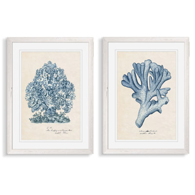 " Sea Coral Study I " 2 - Pieces