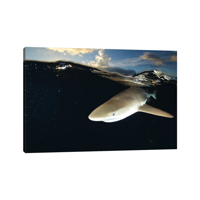 Blacktip Reef Shark, Yap, Micronesia II by Andreas Schumacher - Wrapped Canvas Print, 101.6 cm H x 66.04 cm W x 3.175 cm D