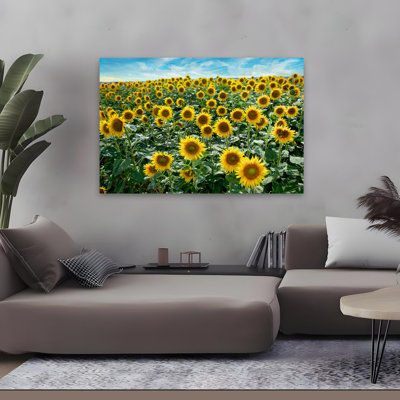 Cortona Sunflowers # 1 - Floral, nature morte, paysages, photographie, Italie, tournesols, art