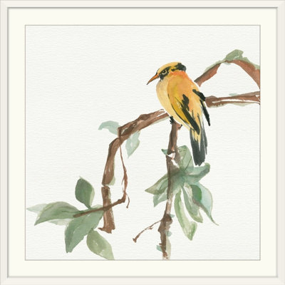 Ayled " Black Napped Oriole " by Chris Paschke
