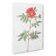 Rose by Pierre-Joseph Redoute - Wrapped Canvas Painting-55323811