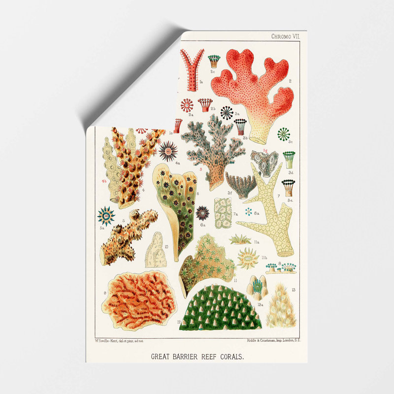 Great Barrier Reef Corals VII by W. Saville Kent - Frameless Print, 29.7 cm H x 21 cm W
