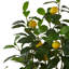 115cm Faux Lemon Plant in Planter