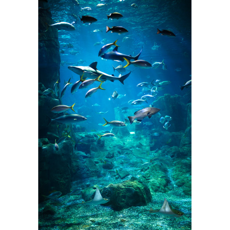 Aquarium - Wrapped Canvas Print, 122cm H x 81cm W
