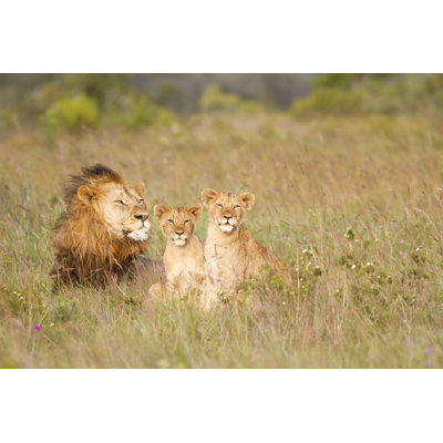 Young Lion Cubs And Father - Wrapped Canvas Print