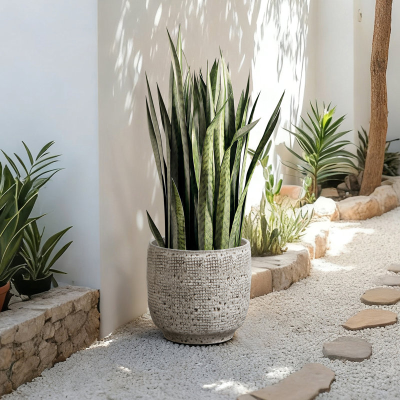 Pot à fleurs rond en céramique Gwendelynn, H 11,22 po x l 12 po x P 12 po, Gris