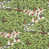 Vert forêt