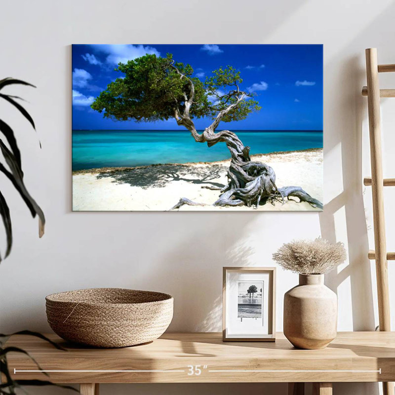 Divi Divi arbre Aruba Petites Antilles, H 16 po x l 24 po