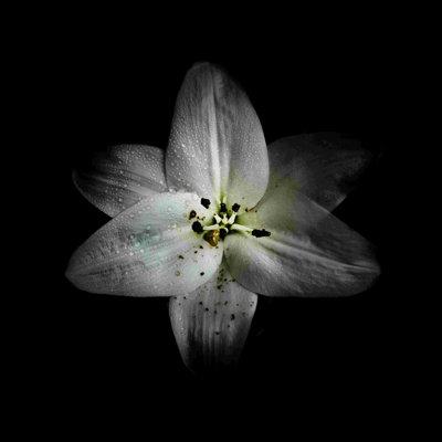 Lys blanc - peinture sur toile tendue