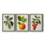 Feuillage antique et fruit VI - ensemble de 3 peintures sur toile encadrées-305686316-305686317