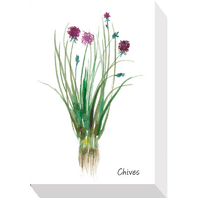 Herb Study II - Print