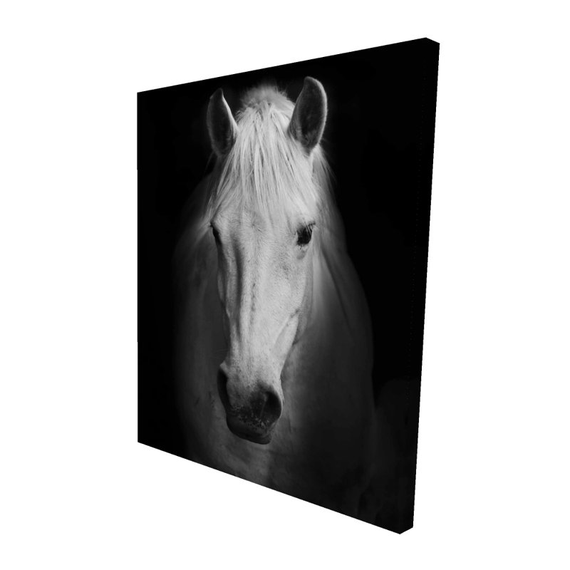 Cheval monochrome - Toile blanche pour animaux