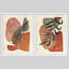 «Brown Mid Century Modern Plants», reproduction d'art encadrée, affiche, salle de bain, petit art mural-104789172-104789176