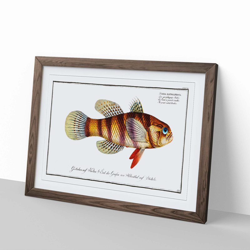 Great-Scaled Umber Fish by M.E. Bloch - Picture Frame Painting Print, 48cm H x 65cm W x 2cm D, Walnut Framed